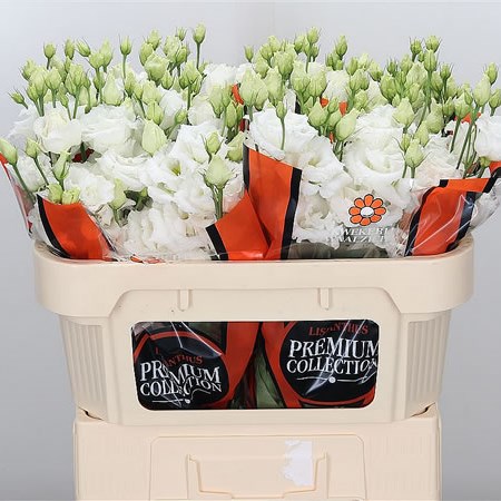 Eustoma Lisianthus Dbl. Alissa Pure White