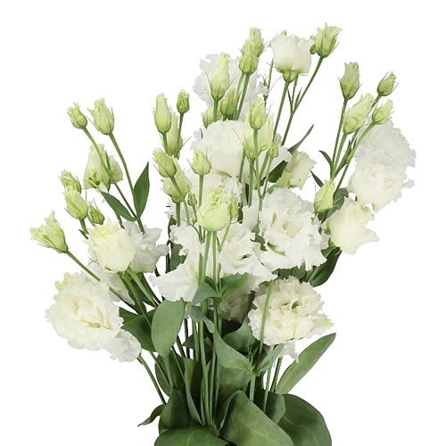 Eustoma Lisianthus Dbl. Alissa Pure White