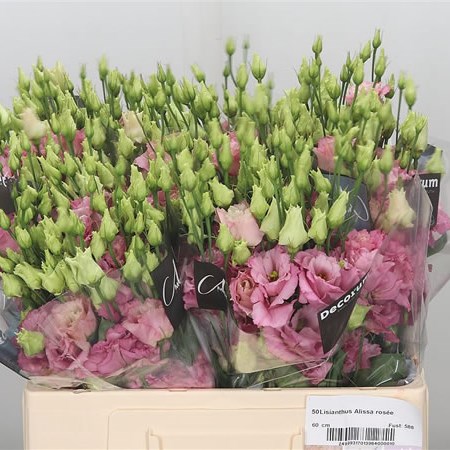 Eustoma Lisianthus Dbl. Alissa Rose
