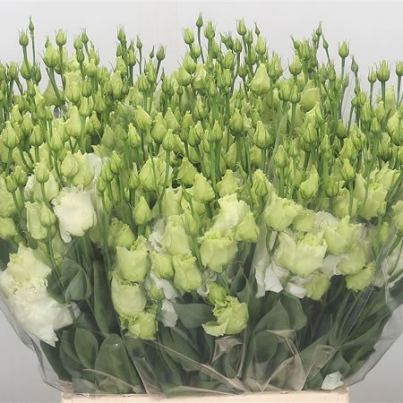 Eustoma Lisianthus Dbl. Alissa White