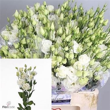 Eustoma Lisianthus Dbl. Alissa White