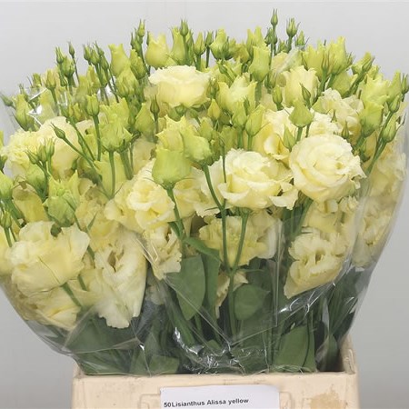 Eustoma Lisianthus Dbl. Alissa Yellow