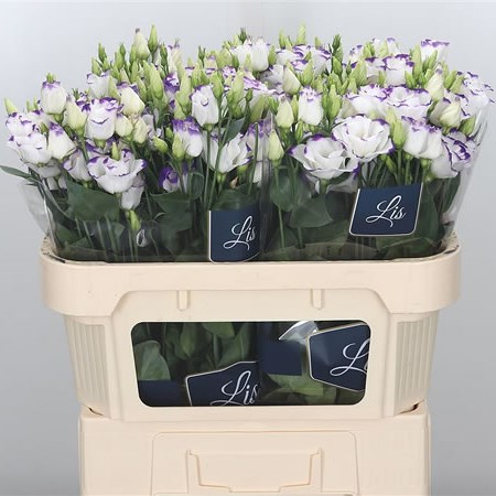 Eustoma Lisianthus Dbl. Arena Blue Picotee
