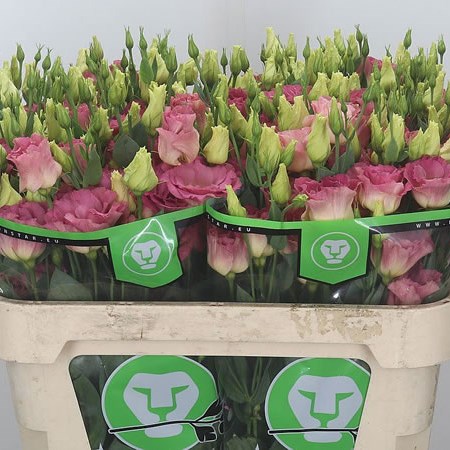 Eustoma Lisianthus Dbl. Arena Champagne