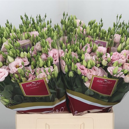 Eustoma Lisianthus Dbl. Arena Light Pink