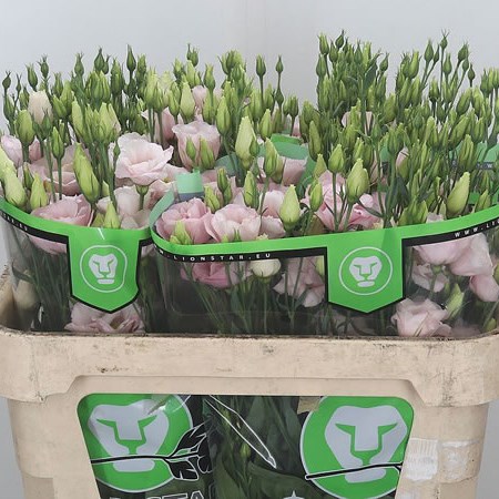 Eustoma Lisianthus Dbl. Arena Light Pink