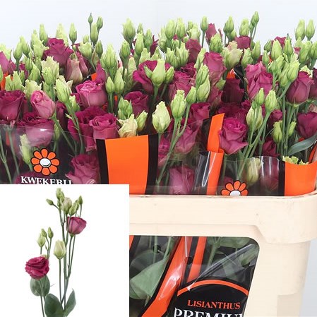 Eustoma Lisianthus Dbl. Arosa Red