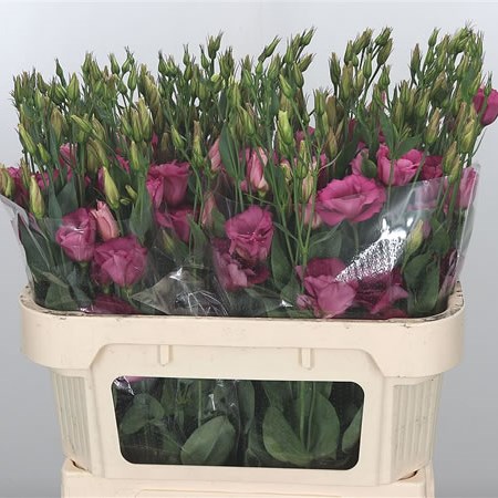 Eustoma Lisianthus Dbl. Carmine