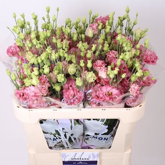 Eustoma Lisianthus Dbl. Celeb Madonna