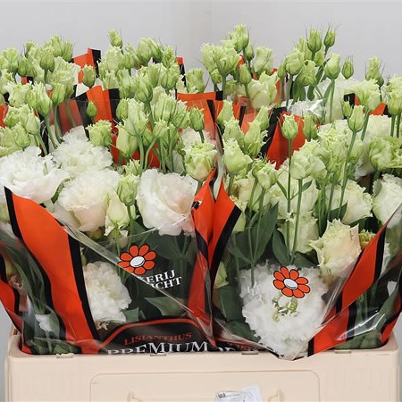 Eustoma Lisianthus Dbl. Celeb White