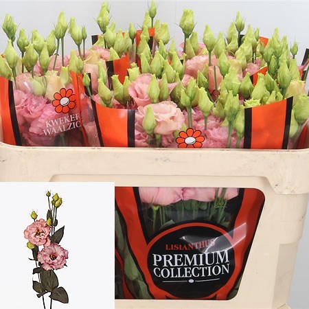 Eustoma Lisianthus Dbl. Corelli Apricot
