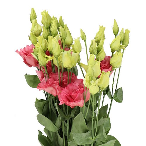 Eustoma Lisianthus Dbl. Corelli Apricot