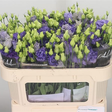 Eustoma Lisianthus Dbl. Corelli Blue
