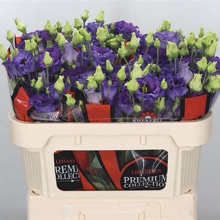 Eustoma Lisianthus Dbl. Corelli Blue