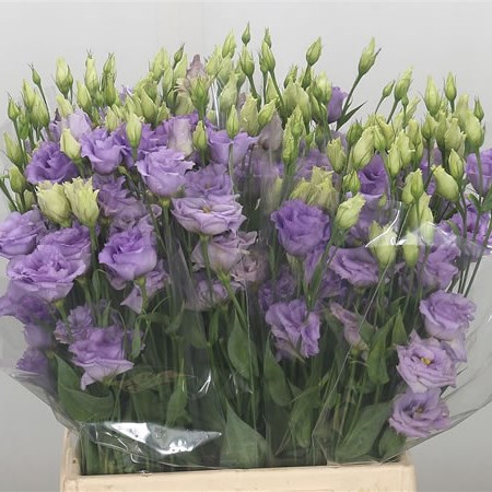 Eustoma Lisianthus Dbl. Corelli Lavender