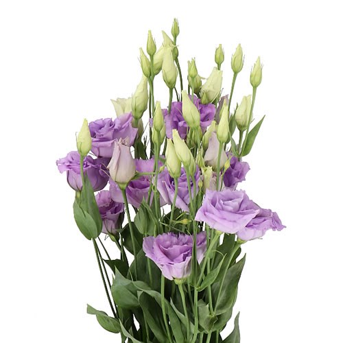 Eustoma Lisianthus Dbl. Corelli Lavender