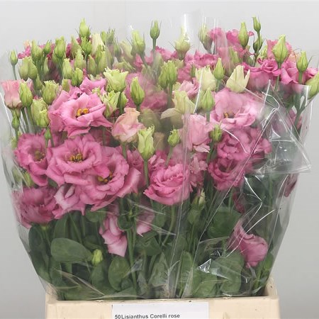 Eustoma Lisianthus Dbl. Corelli Rose