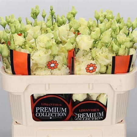 Eustoma Lisianthus Dbl. Corelli Yellow