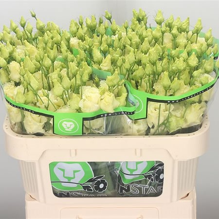 Eustoma Lisianthus Dbl. Corelli Yellow