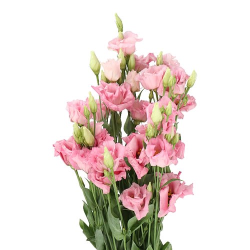Eustoma Lisianthus Dbl. Cotton Candy
