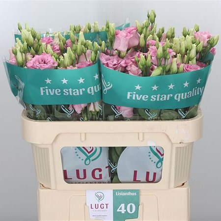 Eustoma Lisianthus Dbl. Cotton Candy