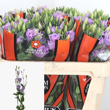 Eustoma Lisianthus Dbl. Croma Lavender