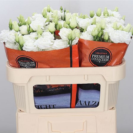 Eustoma Lisianthus Dbl. Croma White