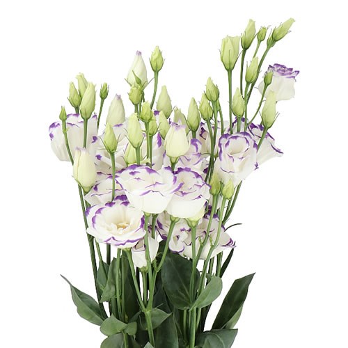 Eustoma Lisianthus Dbl. Excalibur Blue Picotee
