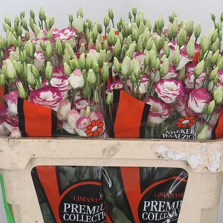 Eustoma Lisianthus Dbl. Excalibur Hot Lips
