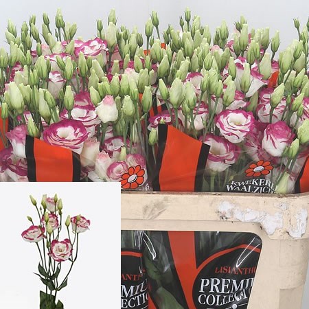 Eustoma Lisianthus Dbl. Excalibur Hot Lips