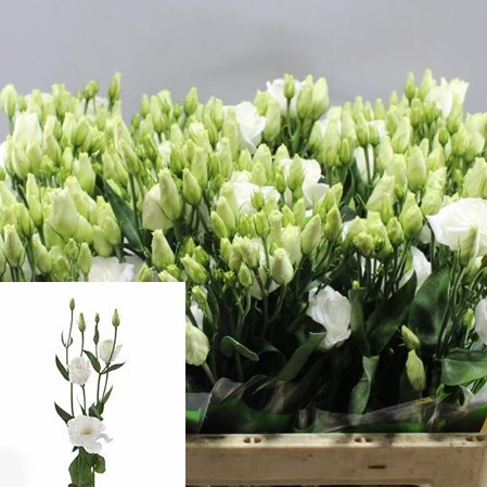 Eustoma Lisianthus Dbl. Excalibur Pure White