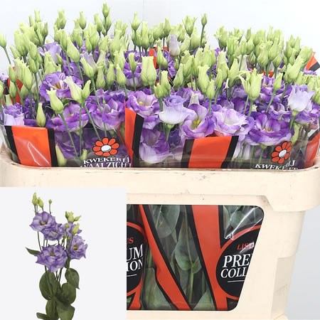 Eustoma Lisianthus Dbl. Megalo Blue Flash