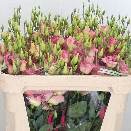 Eustoma Lisianthus Dbl. Megalo Shosha Champagne