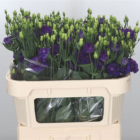Eustoma Lisianthus Dbl. Minuet Purple
