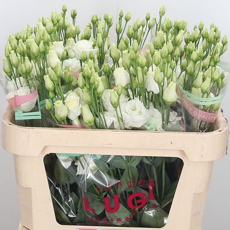 Eustoma Lisianthus Dbl. Prime White