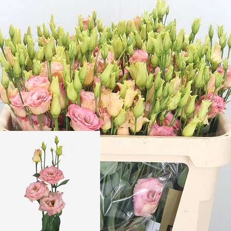 Eustoma Lisianthus Dbl. Reina Champagne