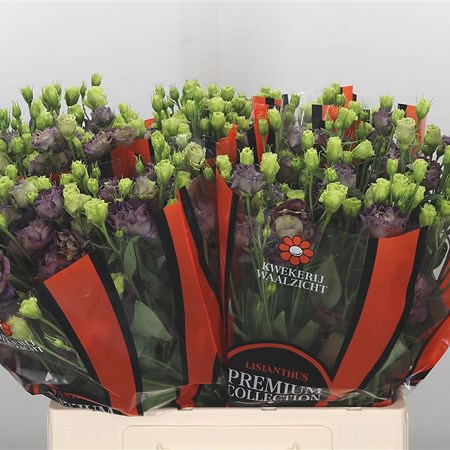 Eustoma Lisianthus Dbl. Rosanne Black Pearl