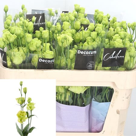Eustoma Lisianthus Dbl. Rosanne Green