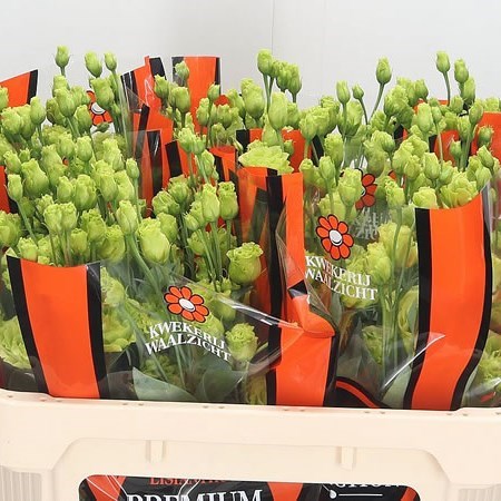 Eustoma Lisianthus Dbl. Rosanne Green
