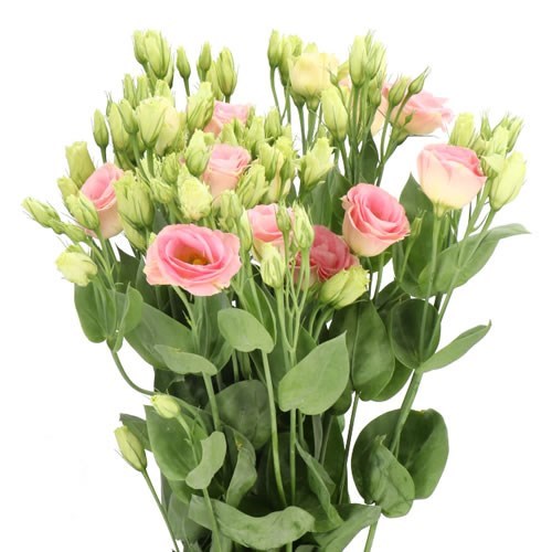 Eustoma Lisianthus Dbl. Rosita Champagne