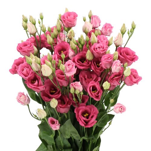Eustoma Lisianthus Dbl. Rosita Cherry