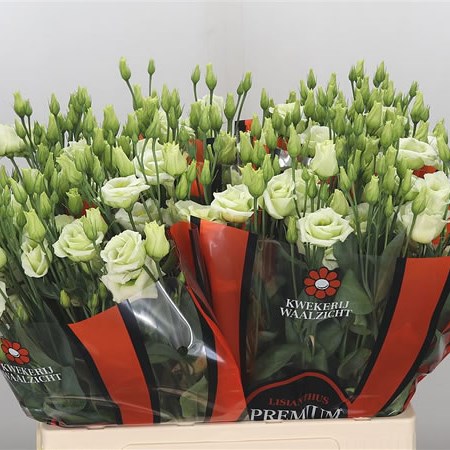 Eustoma Lisianthus Dbl. Rosita Green