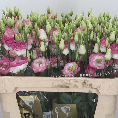 Eustoma Lisianthus Dbl. Rosita Hot Lips