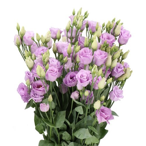 Eustoma Lisianthus Dbl. Rosita Lavender