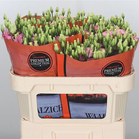 Eustoma Lisianthus Dbl. Rosita Pink Flash