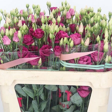 Eustoma Lisianthus Dbl. Rosita Red