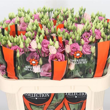 Eustoma Lisianthus Dbl. Rosita Rose Pink