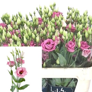 Eustoma Lisianthus Dbl. Rosita Rose Pink