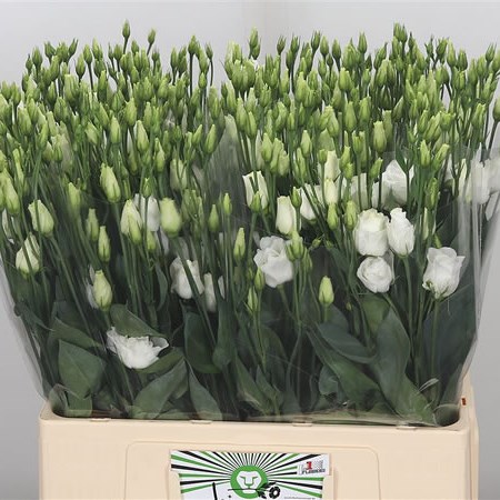 Eustoma Lisianthus Dbl. Rosita White