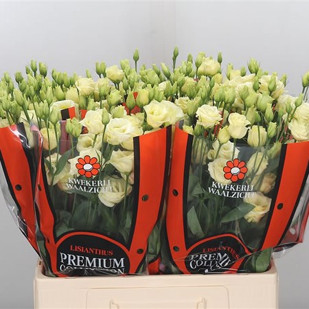 Eustoma Lisianthus Dbl. Rosita Yellow